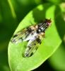 Otites porcus